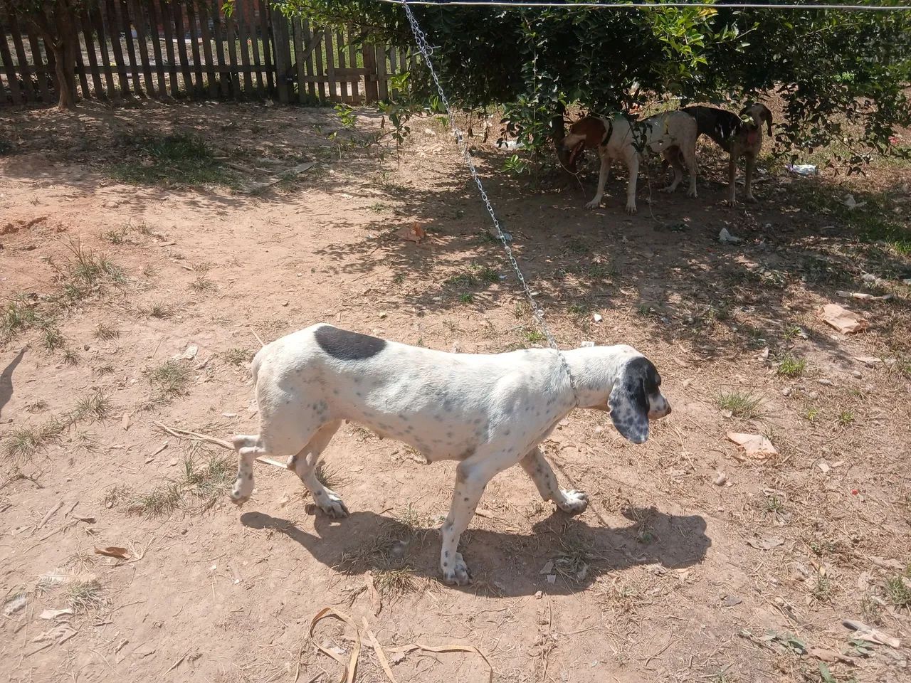 QUERO COMPRAR CACHORRO PROFISSIONAL DE PACA
