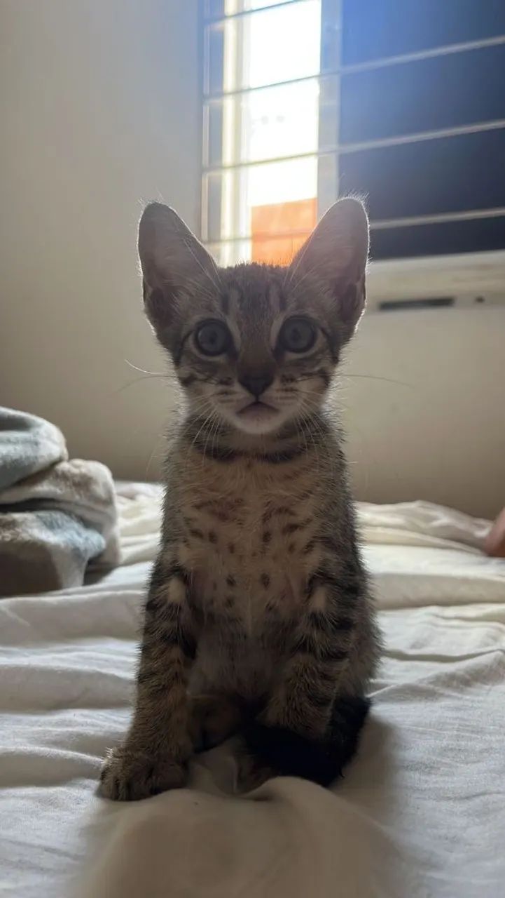 Gatinha pra adoção 