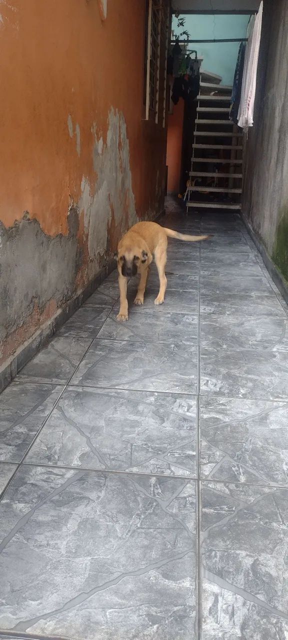 Doa-se cachorro - Foto 3