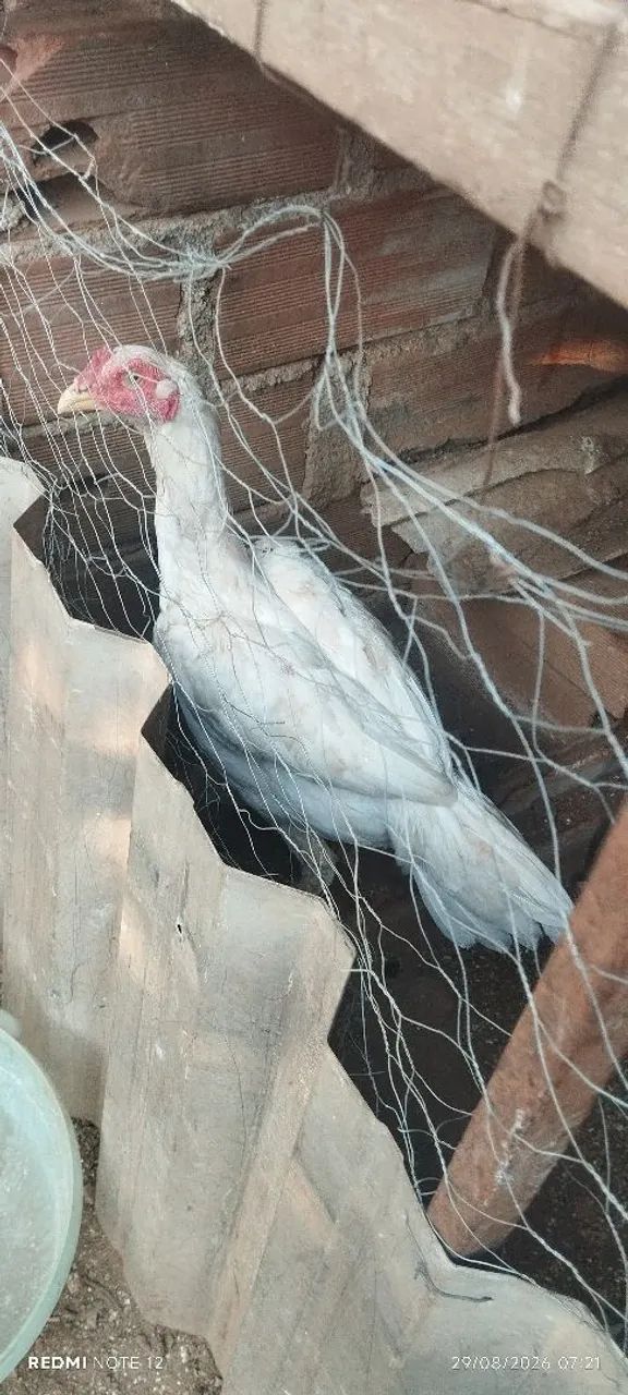 Frangos mura. - Foto 5