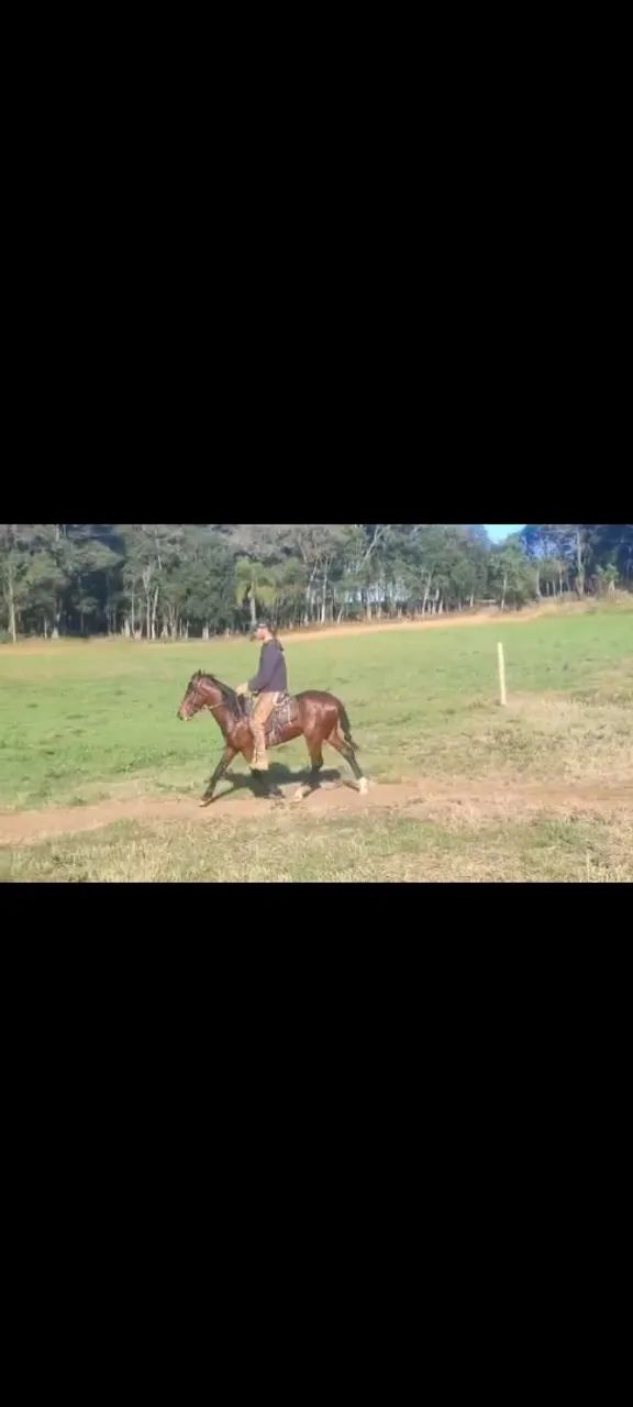 Potros MM domados - Foto 2