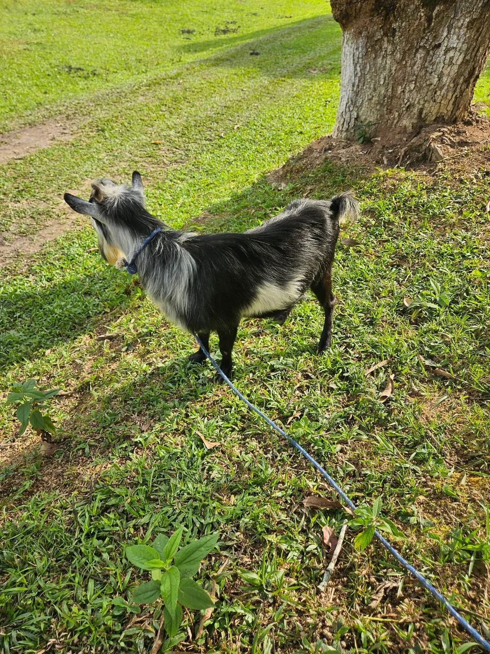 Mini bode  - Foto 3