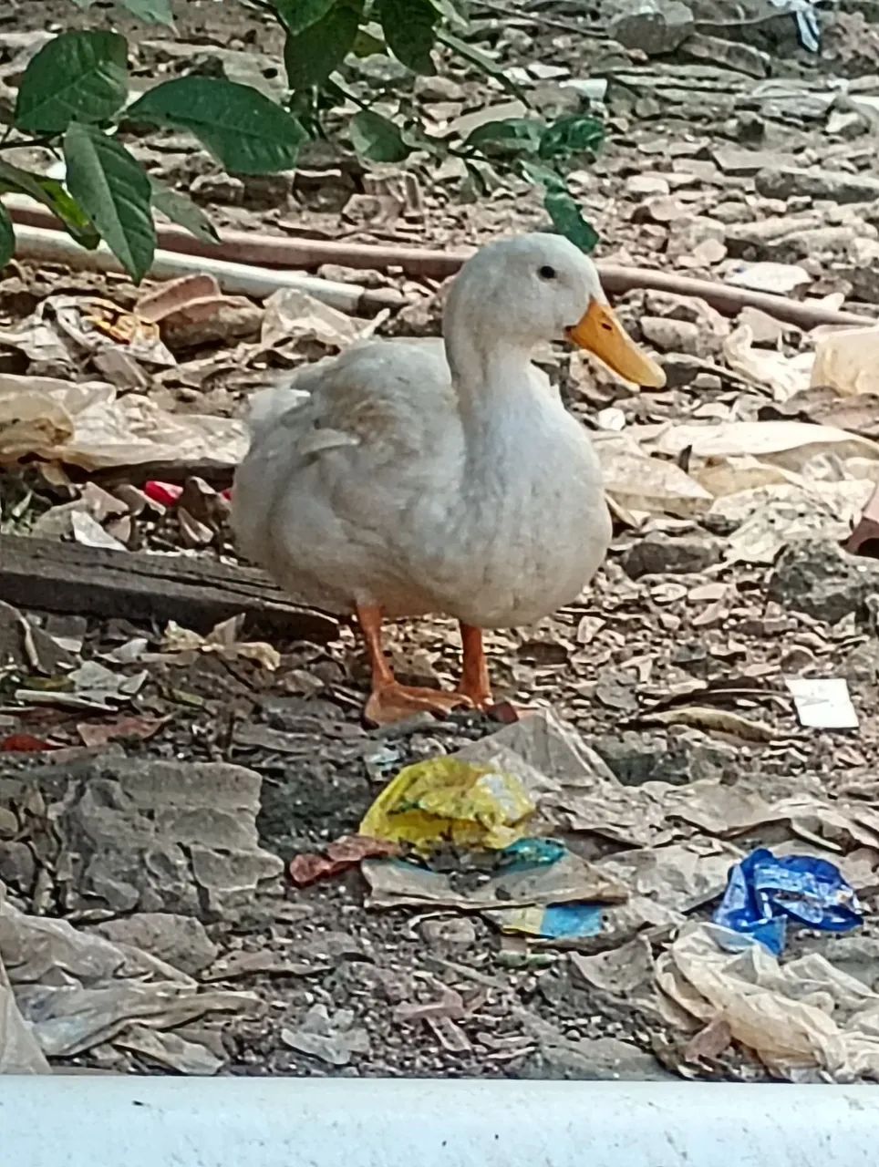 Vendo  - Foto 4