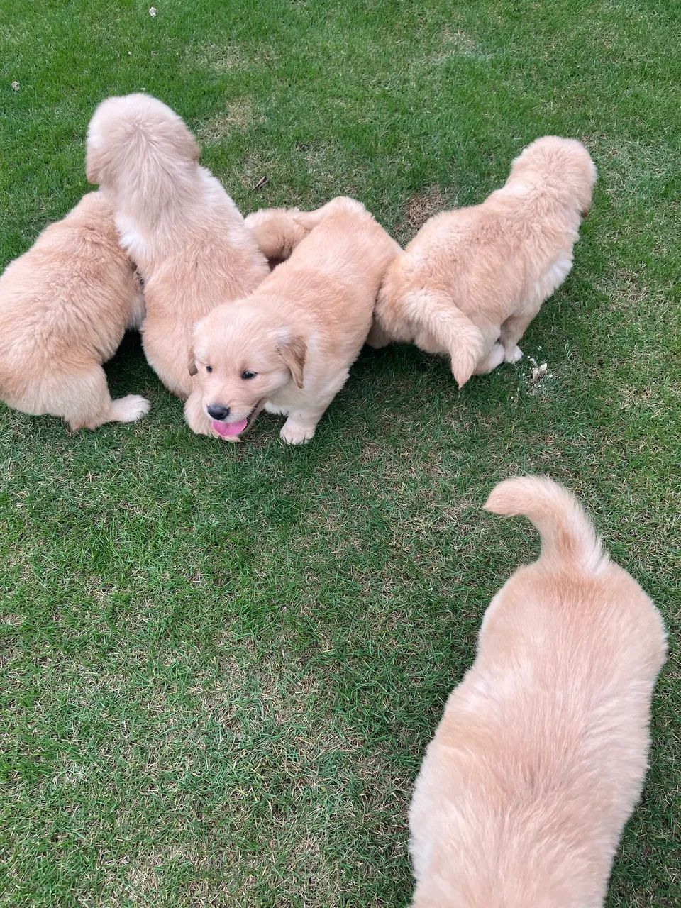 Golden Retriever  - Foto 3