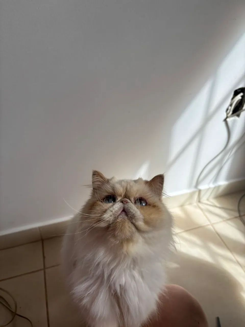 Gata Persa  - Foto 2