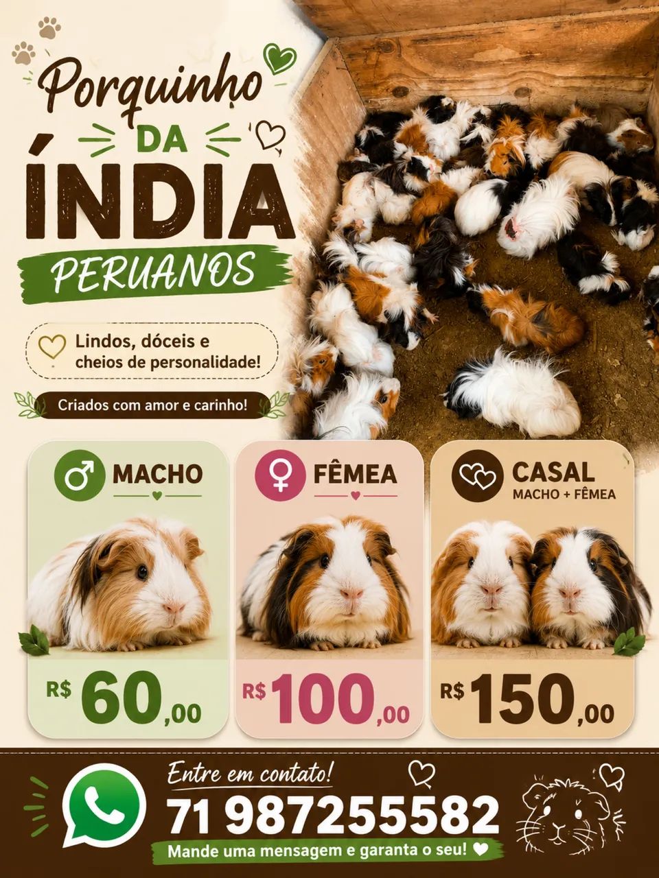 Porquinho da índia peruano