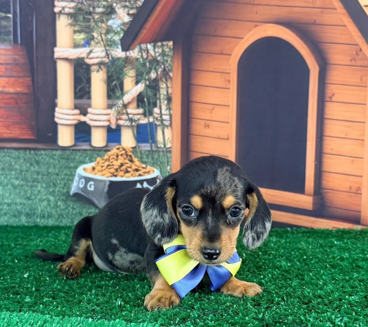 Dachshund  ( salsichinha) - Foto 4