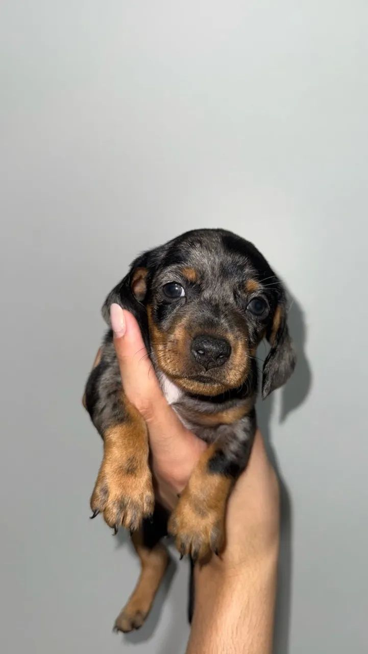 Salsicha/dachshund/teckel Macho