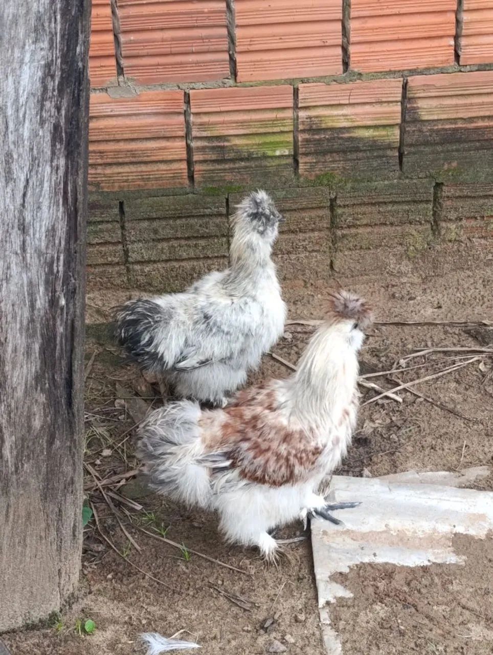 Galinhas Sedosas  - Foto 3