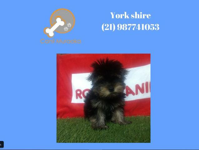 Yorkshire Terrier - york com pedigree