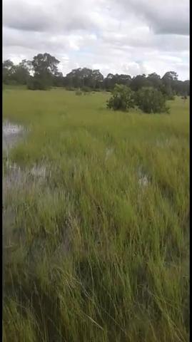 Fazenda em Santo Antônio do Leverger 9.880 hectares - Foto 14