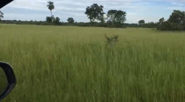 Fazenda em Santo Antônio do Leverger 9.880 hectares - Foto 15