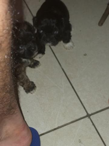 Vendo machinho de shitzu 3 machos parcelo no cartão 400 - Foto 3