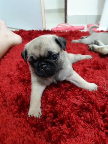 Filhotes de Pug - Macho e Fêmea (Abricot)