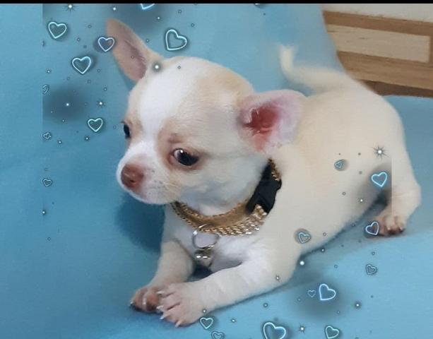 Lindo machinho de chihuahua com pedigree cbkc