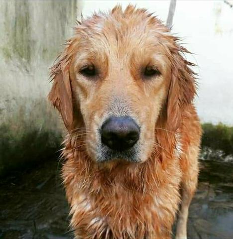 Filhotes de Golden Retriever com a primeira vacina importada e vermifugados - Foto 4