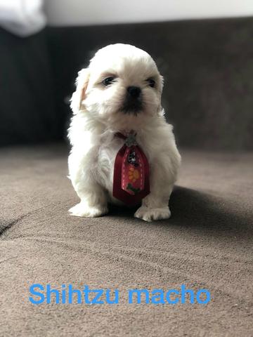 Shihtzu maravilhosos disponível em nossa loja