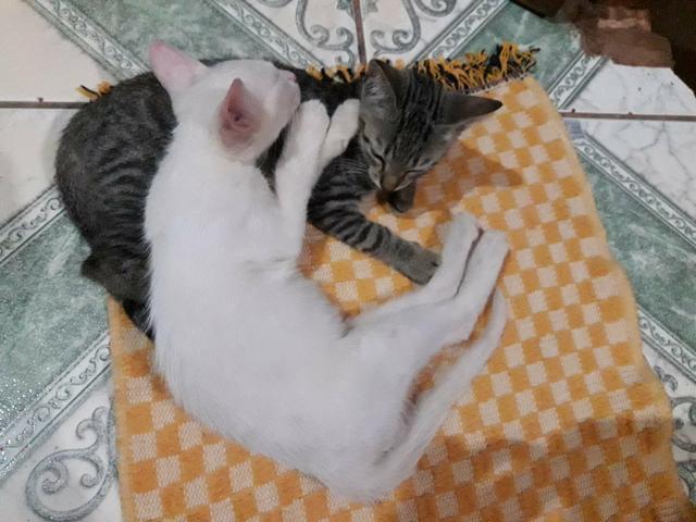 Doando gatinhos - Foto 2