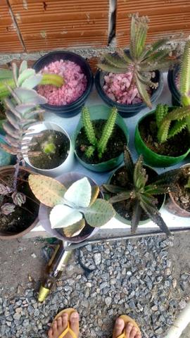 40 cactos e suculentas por $100 - Foto 4