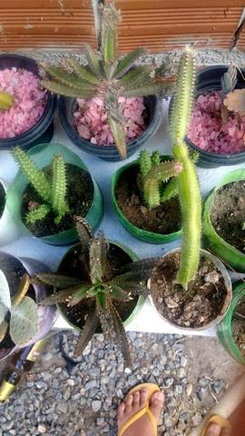 40 cactos e suculentas por $100 - Foto 3