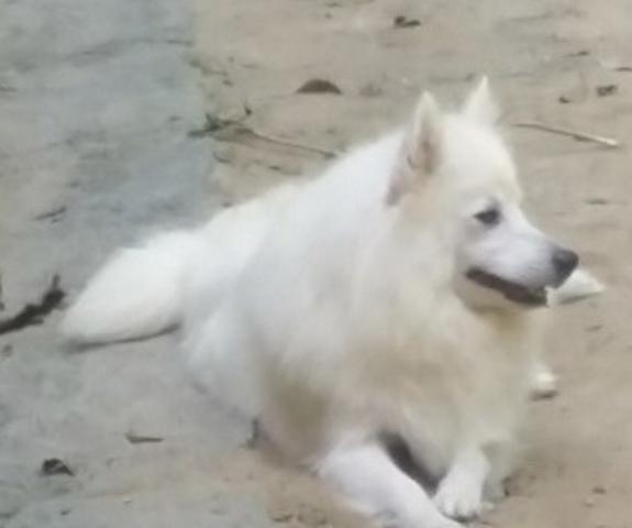 Spitz filhote - Foto 4