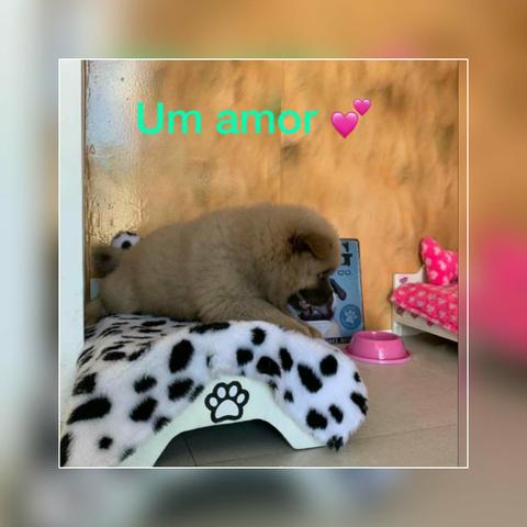 Vendo chow chow - Foto 2