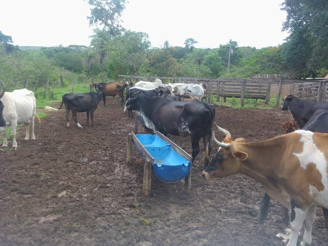 Vende-se uma chácara na região do PADF 18 HECTARES - Foto 12