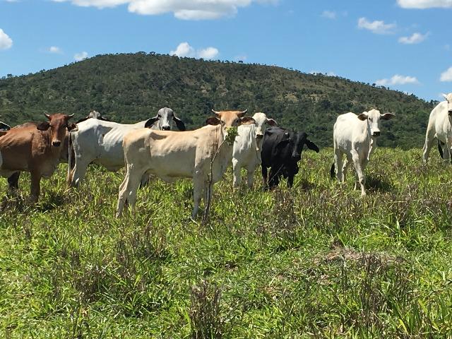 Fazenda gameleira de goias - Foto 18