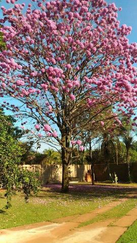 Linda Chácara de 1.000 Mtrs para morar - Foto 16
