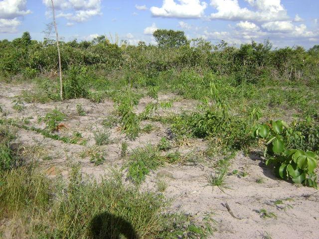 1000 Alqueires, Tangará da Serra- MT, Ocasião, Pecuária, eucaliptos - Foto 2