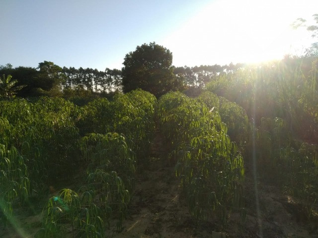 Velleda oferece terreno com casa simples, a 1 km da RS040, de barbada - Foto 5