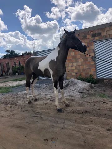 A venda potra mestiça de Campolina 