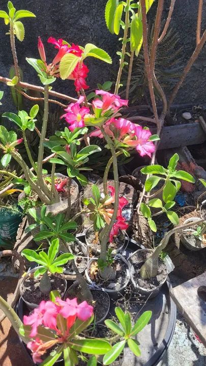 Mudas de Flor do deserto - Foto 3