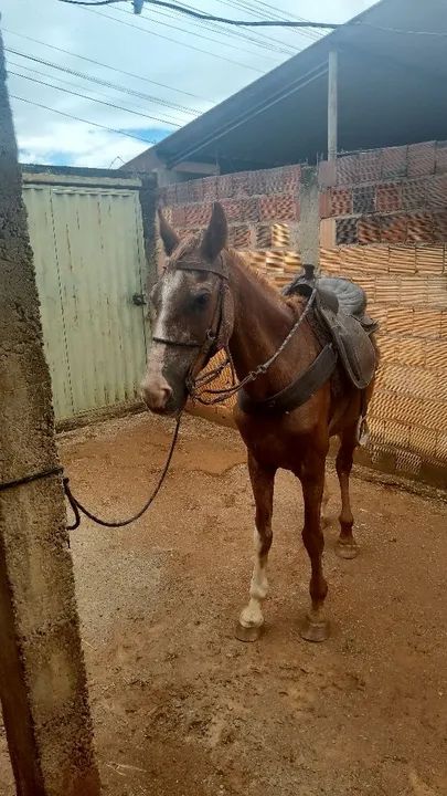 CavaloMarchador bom de sela é bom de carroça ainda eu faço negócio - Foto 2