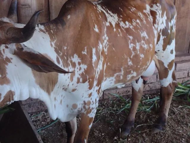 Vaca de leite, primeira cria - Foto 2