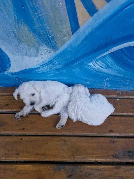 Schnauzer branco - Foto 3