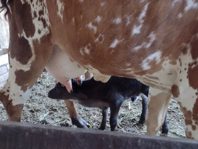 Vaca de leite, primeira cria - Foto 3