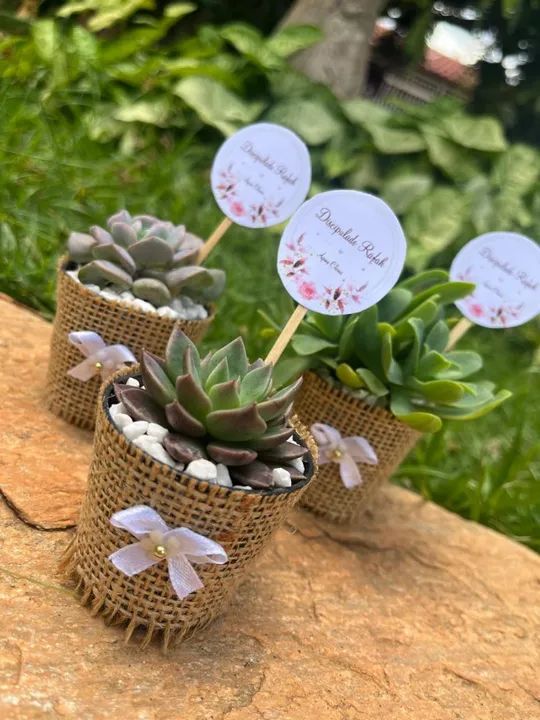 Lembrancinhas de suculentas disponível  - Foto 4
