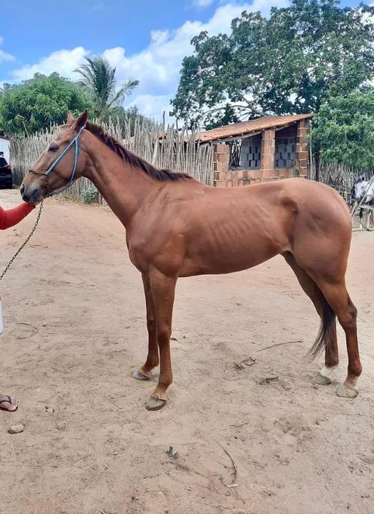 Égua PSI com registro venda ou troca em gado