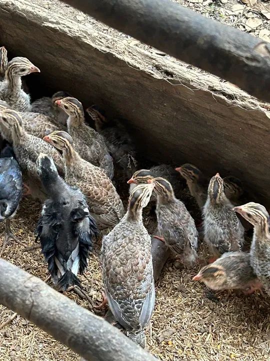 Lote com 60 angolas para venda  - Foto 2