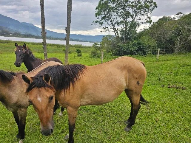 A Neta do famoso BUTIÁ OLODUM Egua Crioulo Registrada e prenha