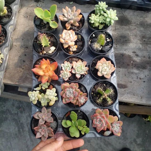 Suculentas e Cactos a partir de R$ 2,00 - Foto 3