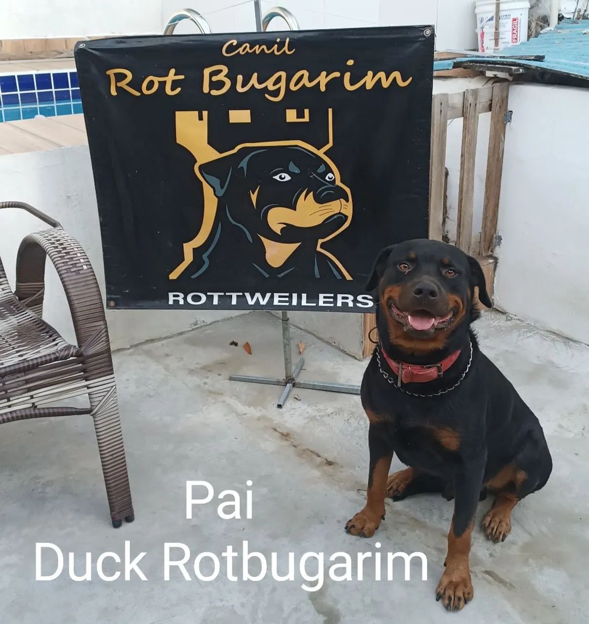 Filhote de rottweiler alto padrão 