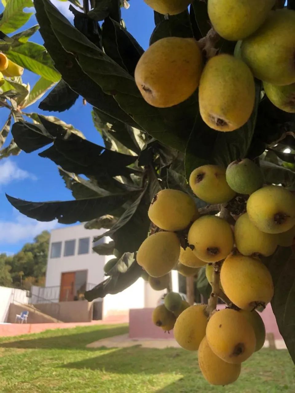 Sítio Mogi das Cruzes aluguel  - Foto 9