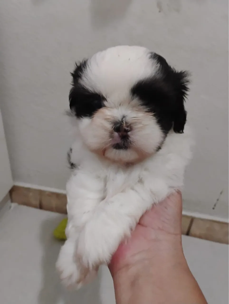 Filhote Shih Tzu