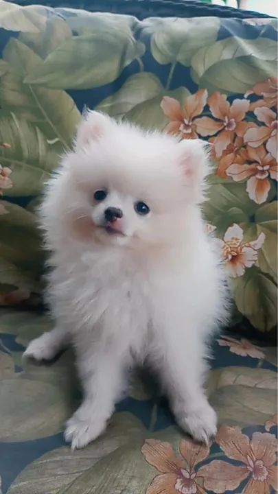 Filhote de Spitz Alemão