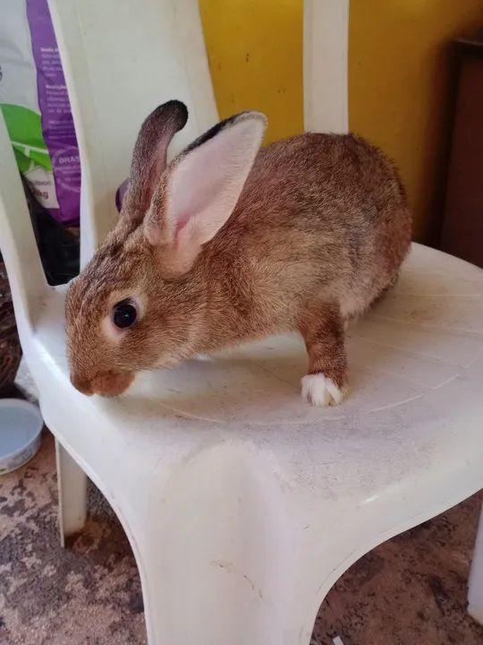 Coelhos Adultos  - Foto 6