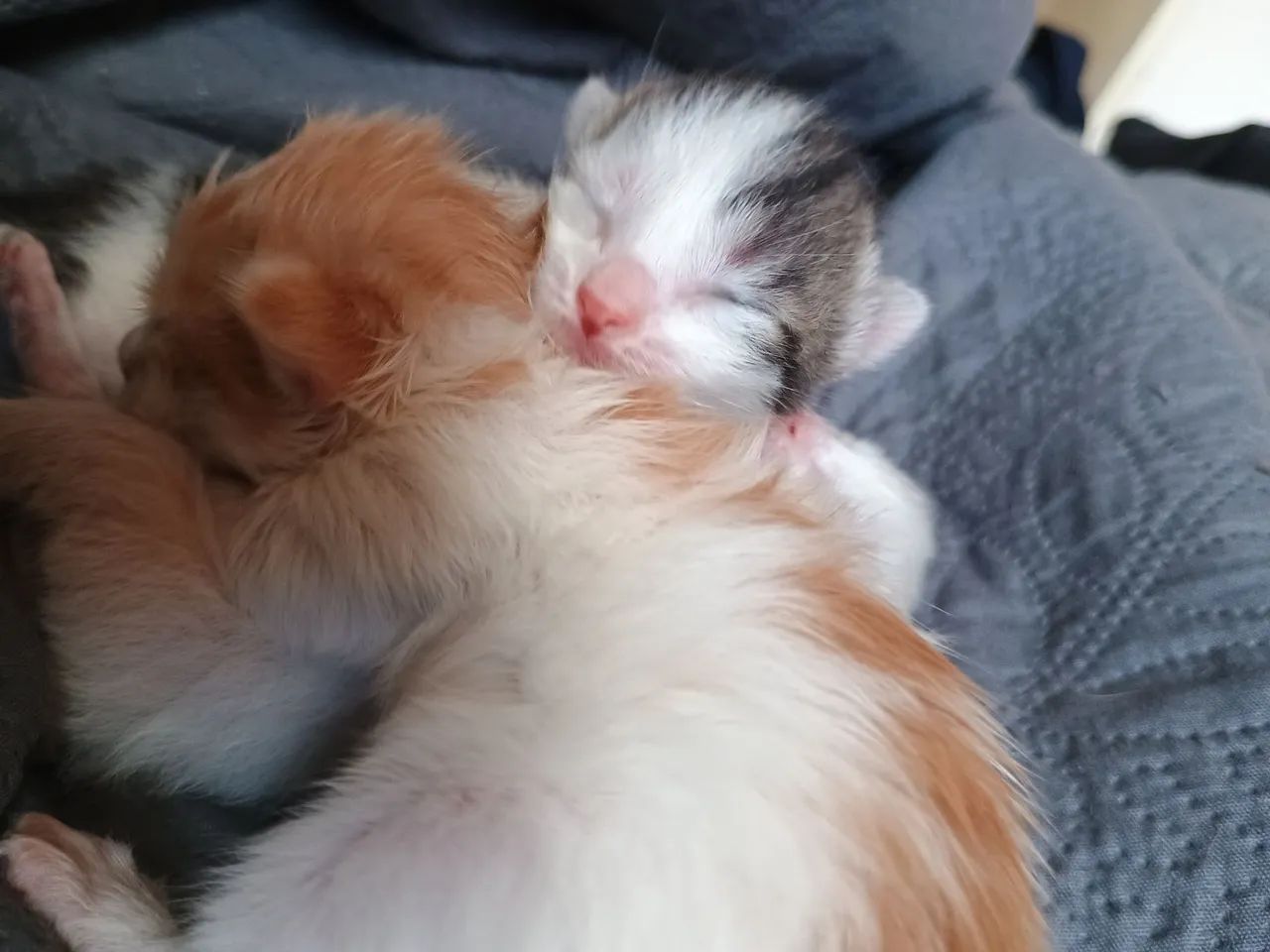 Doa-se gatinhos - Foto 5