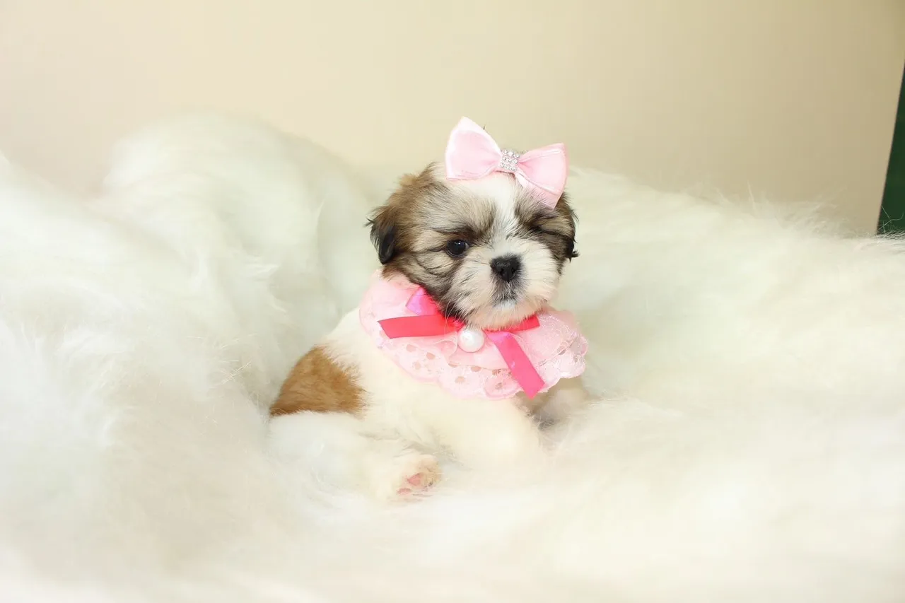 Filhote Shih Tzu fêmea
