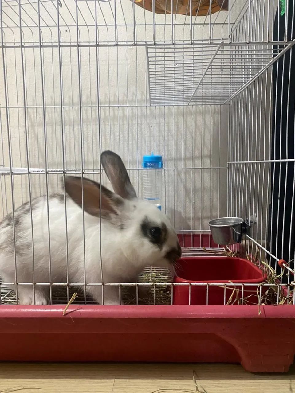 Coelho - adoção - Foto 3